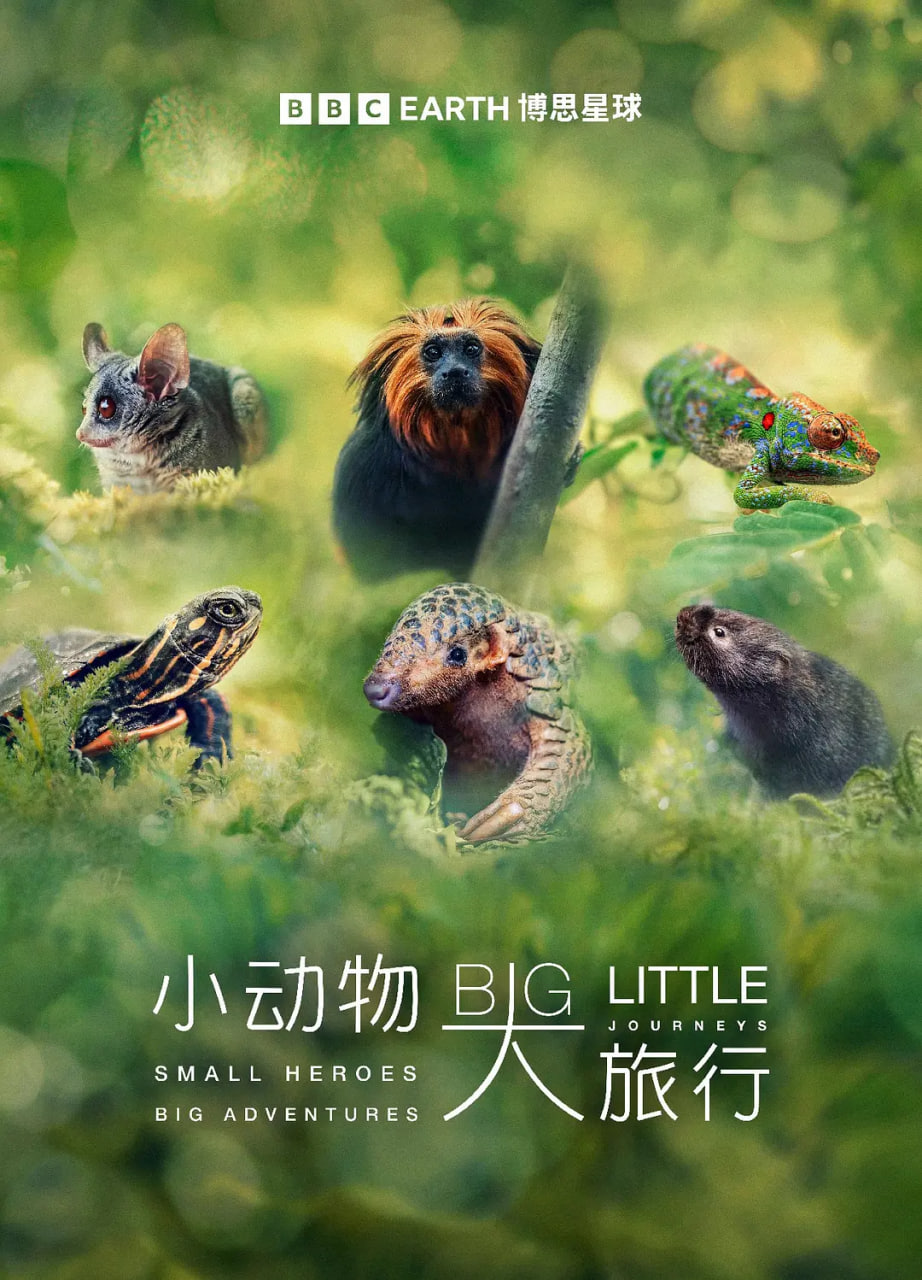 小动物大旅行第一季